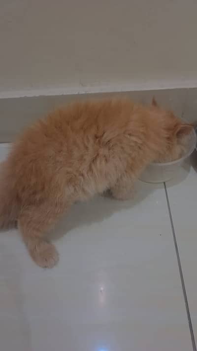 Ginger triple coat kitten for sale 60 days