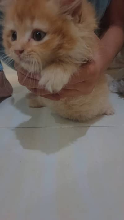 Ginger triple coat kitten for sale 60 days