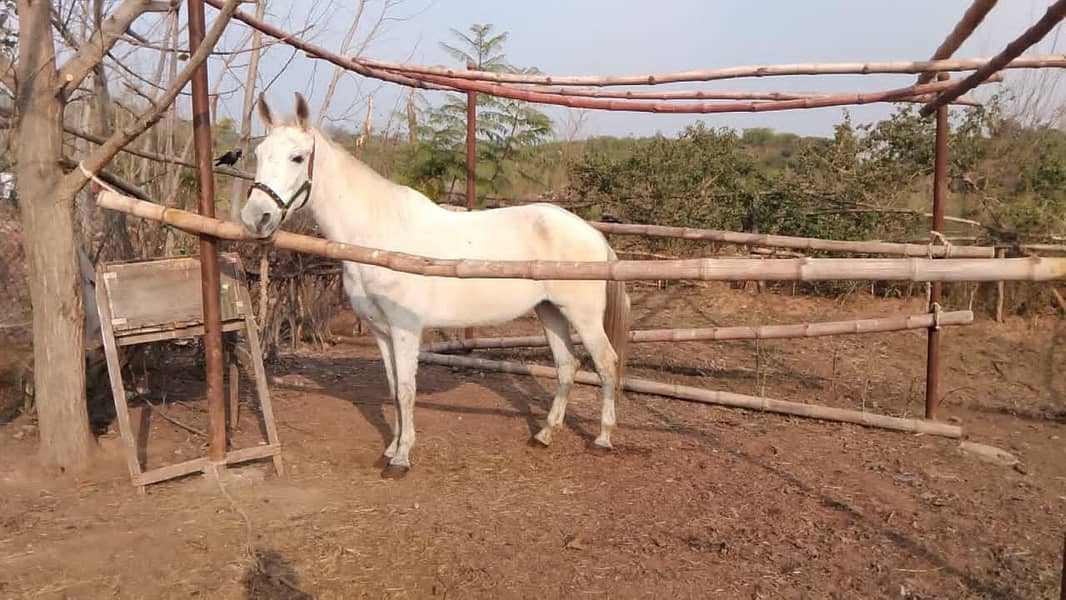 grey mare 0