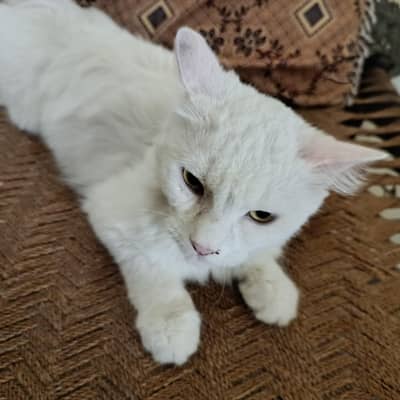 Persian Cat