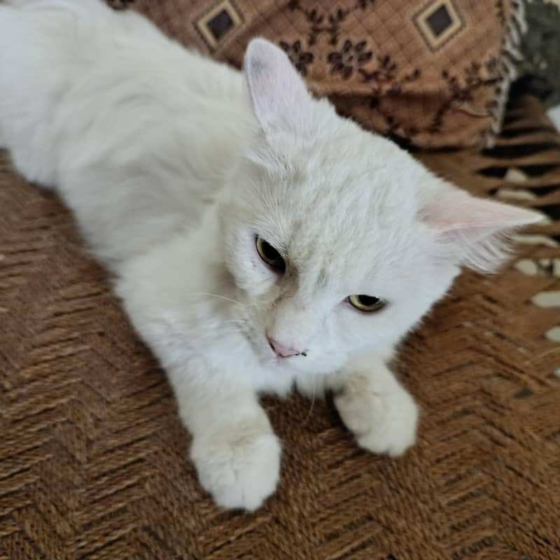 Persian Cat 0