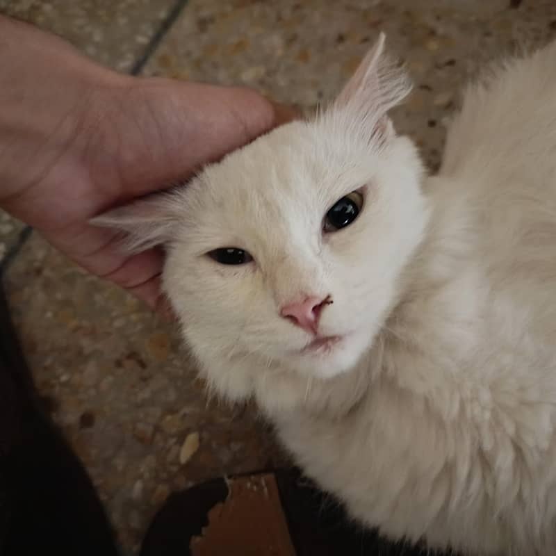Persian Cat 1