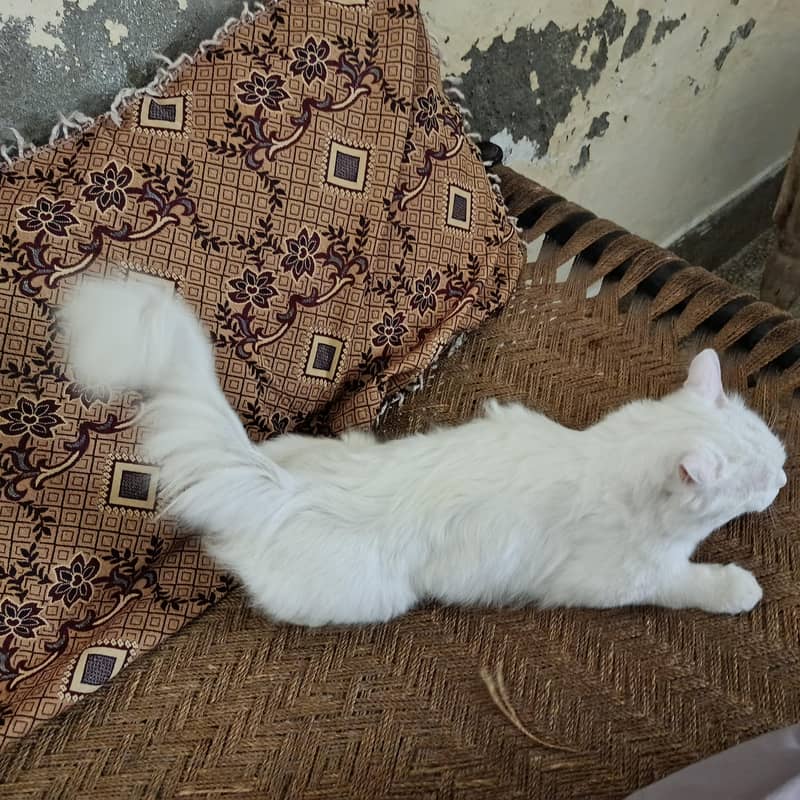 Persian Cat 2