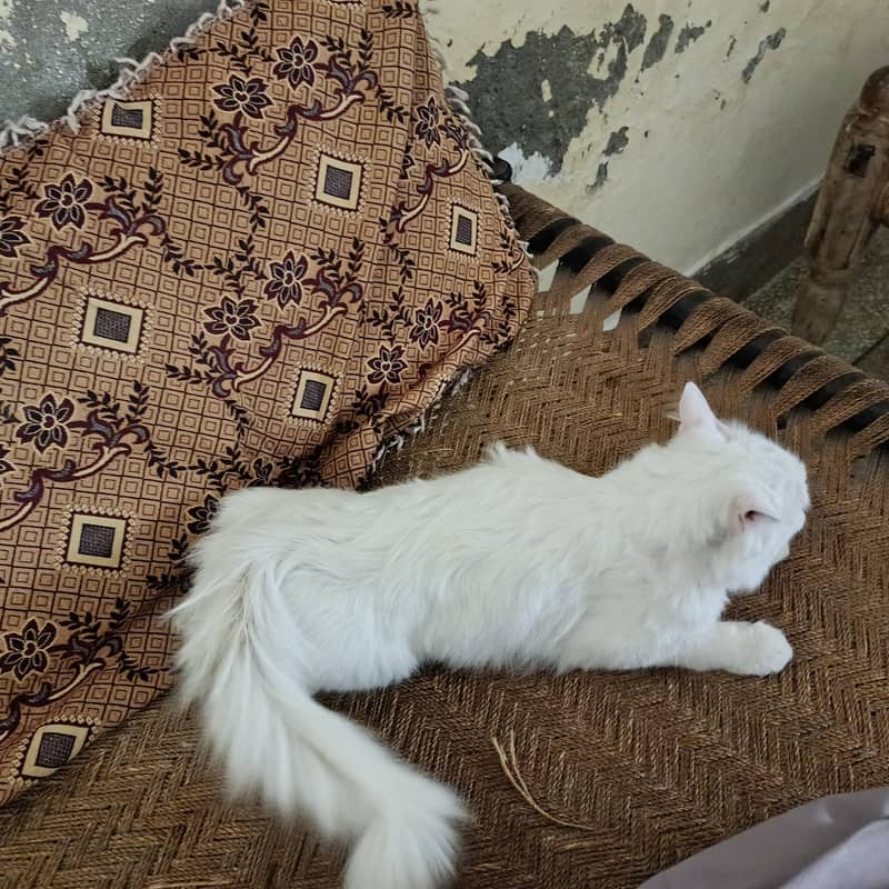 Persian Cat 3