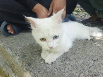 Persian cat with blue golden eyes