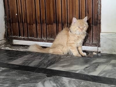 Persian kitten