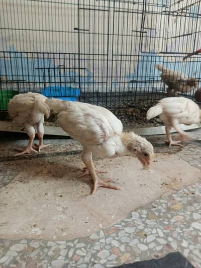 exchange herra chick available sel aur exchange