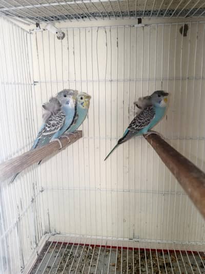3 pcs hogoromo 1 pcs black face 1 pair black wing available for sale