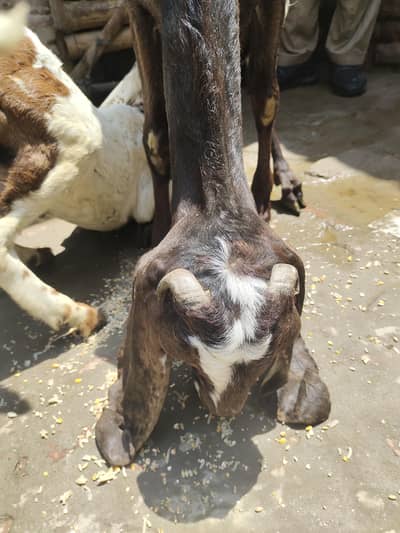 Bakri For Sale