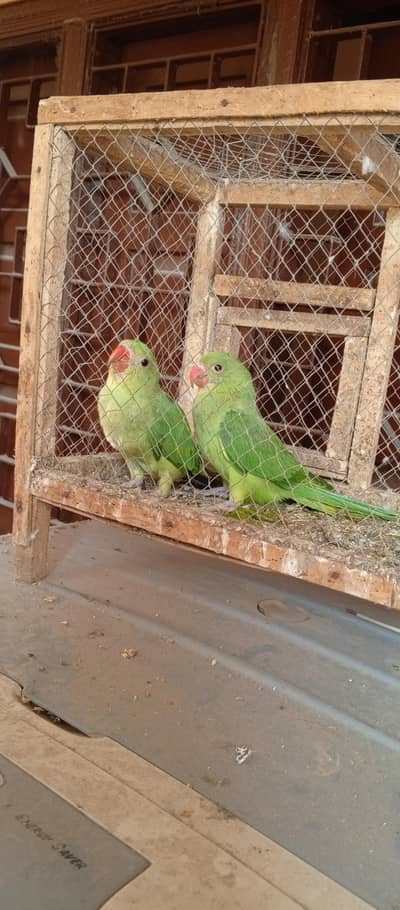 Sindhi Ring Neck Parrot