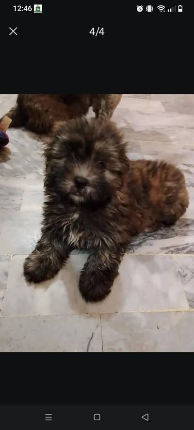 sitzu breed