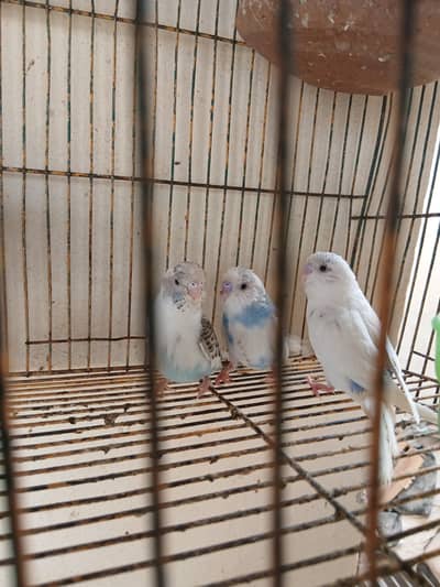 pair for sale 700