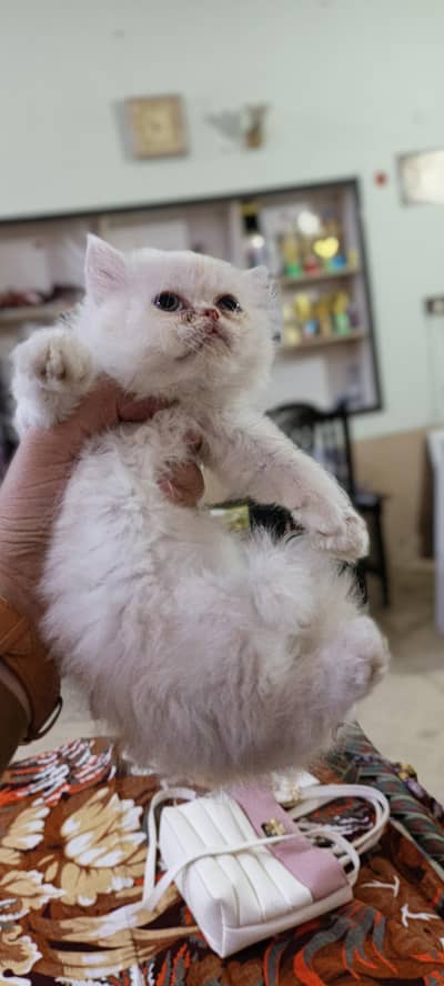 Furry cats  looking for a home