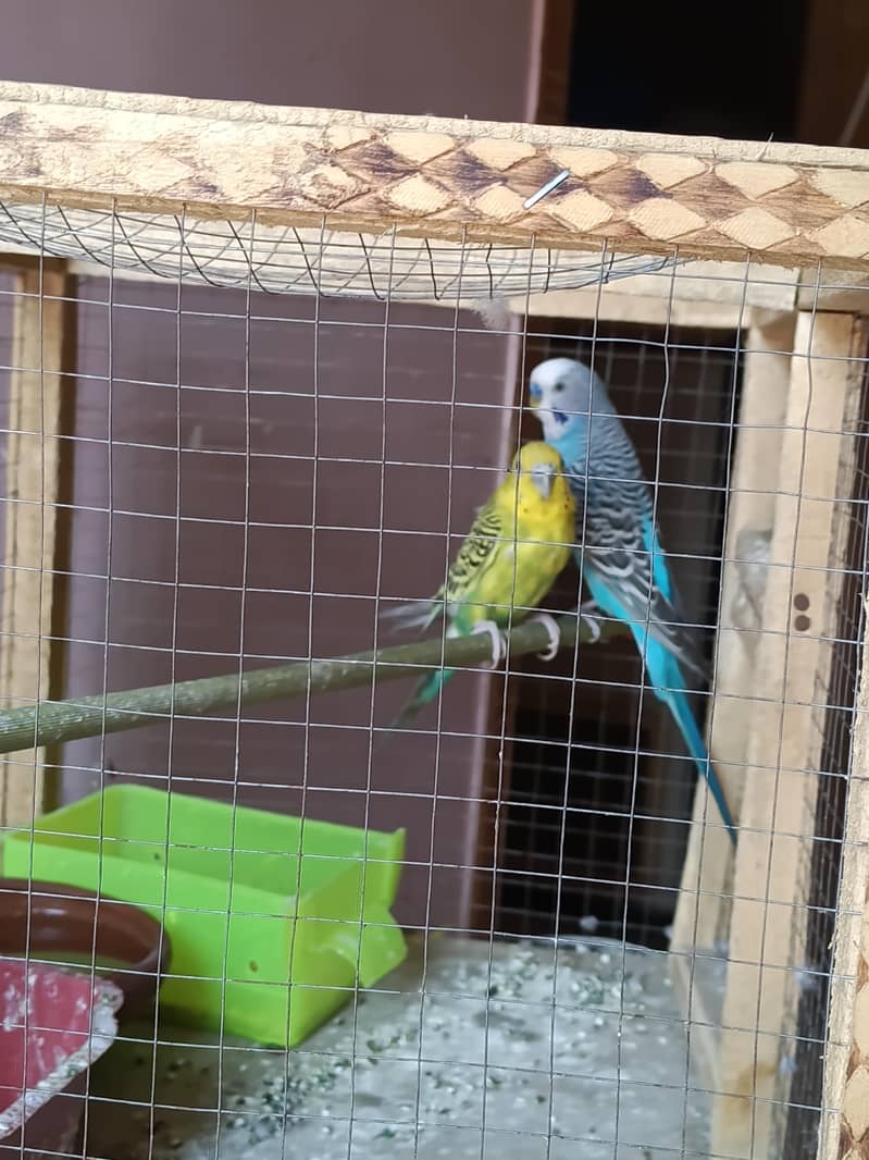 Breader pair 0