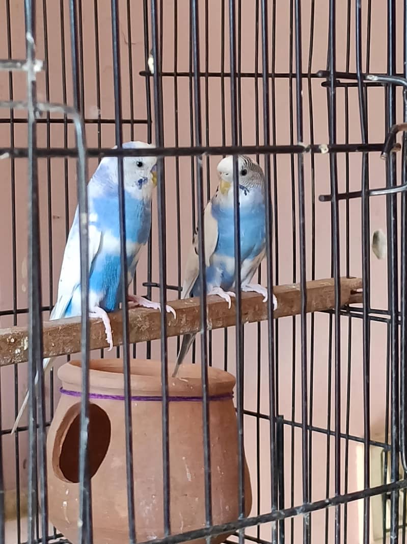 Breader pair 1