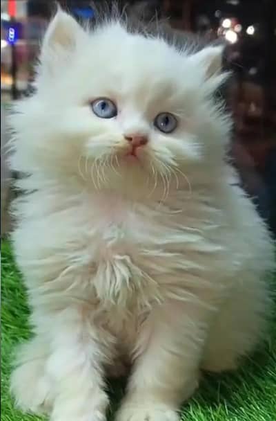(Persian female kitten) (for sale all) (Pakistan delivery available)