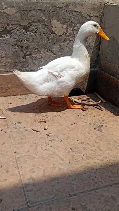 ducks healthy and beautiful