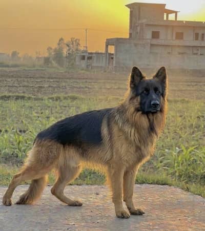 GERMAN SHEPHERD (high quality) long coat