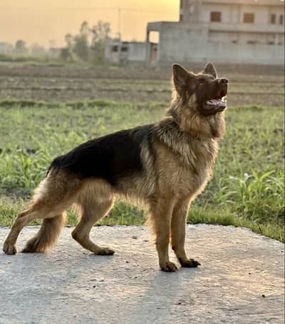 GERMAN SHEPHERD (high quality) long coat