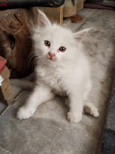 cat baby