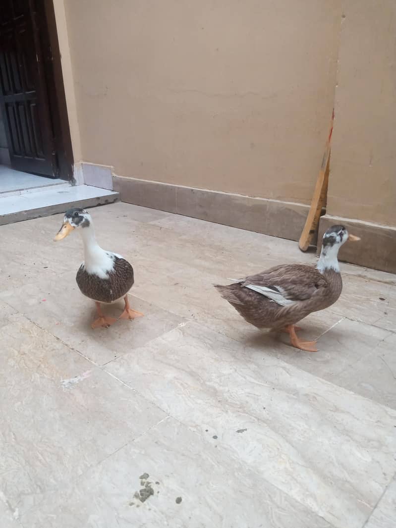 Ducks  0