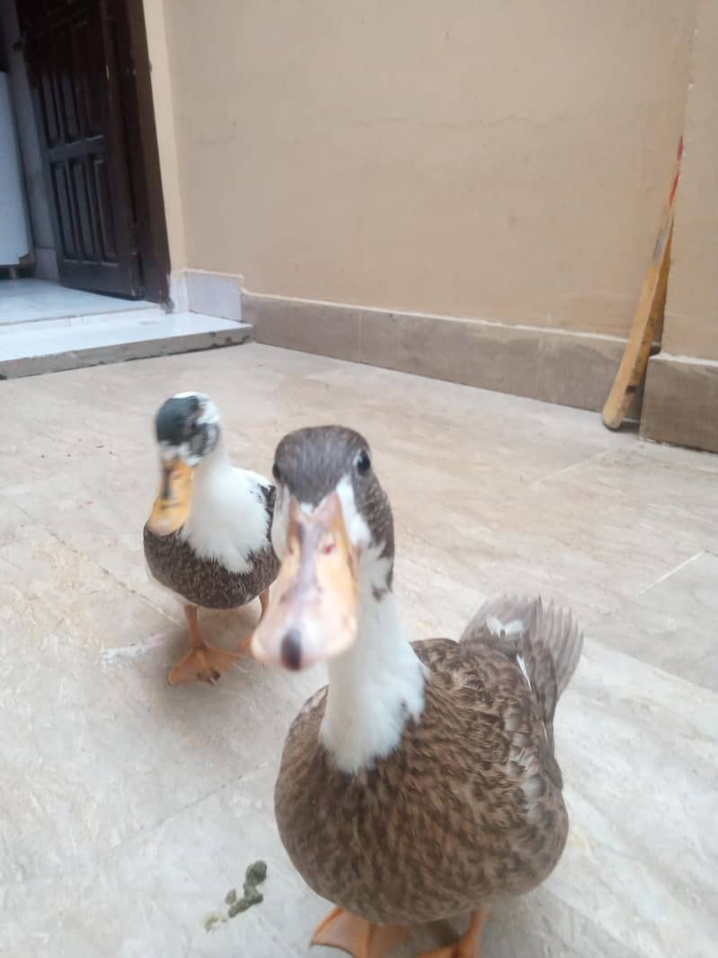 Ducks  1