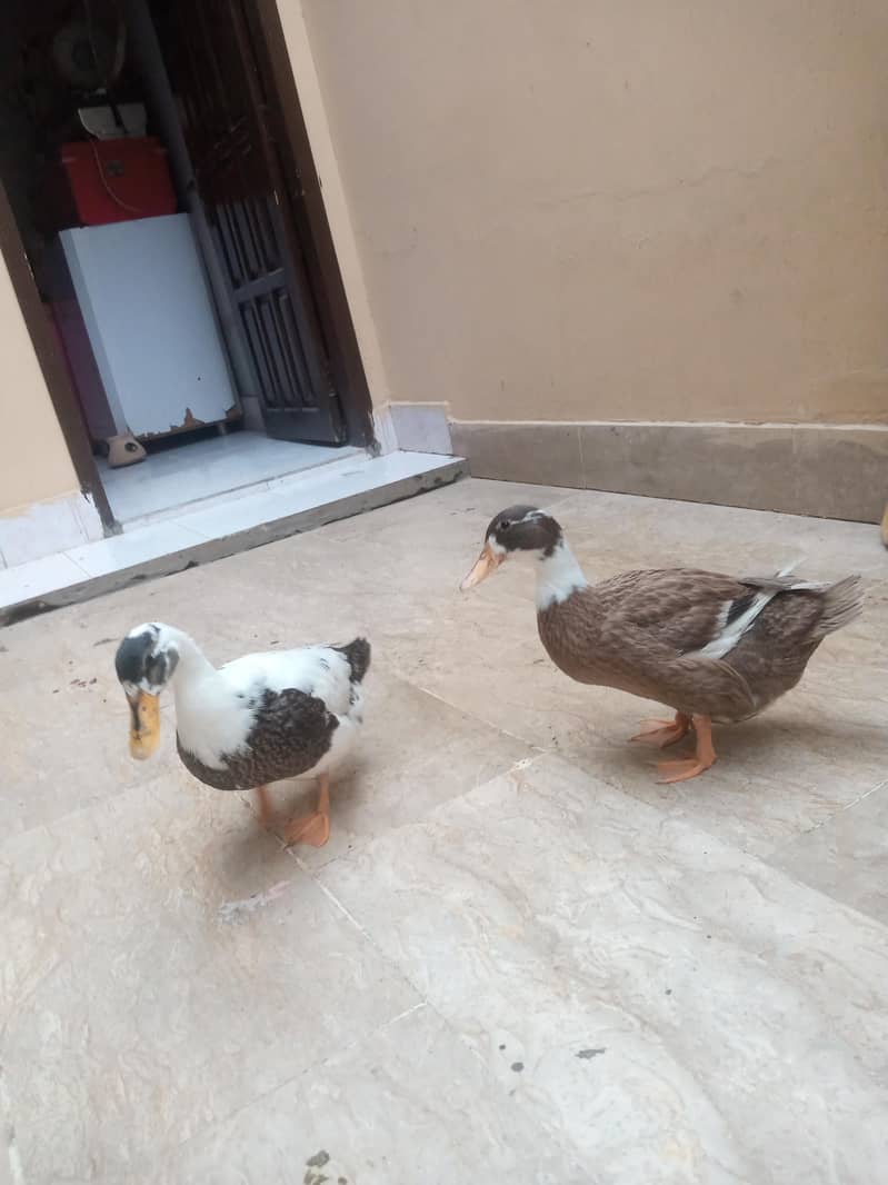 Ducks  2