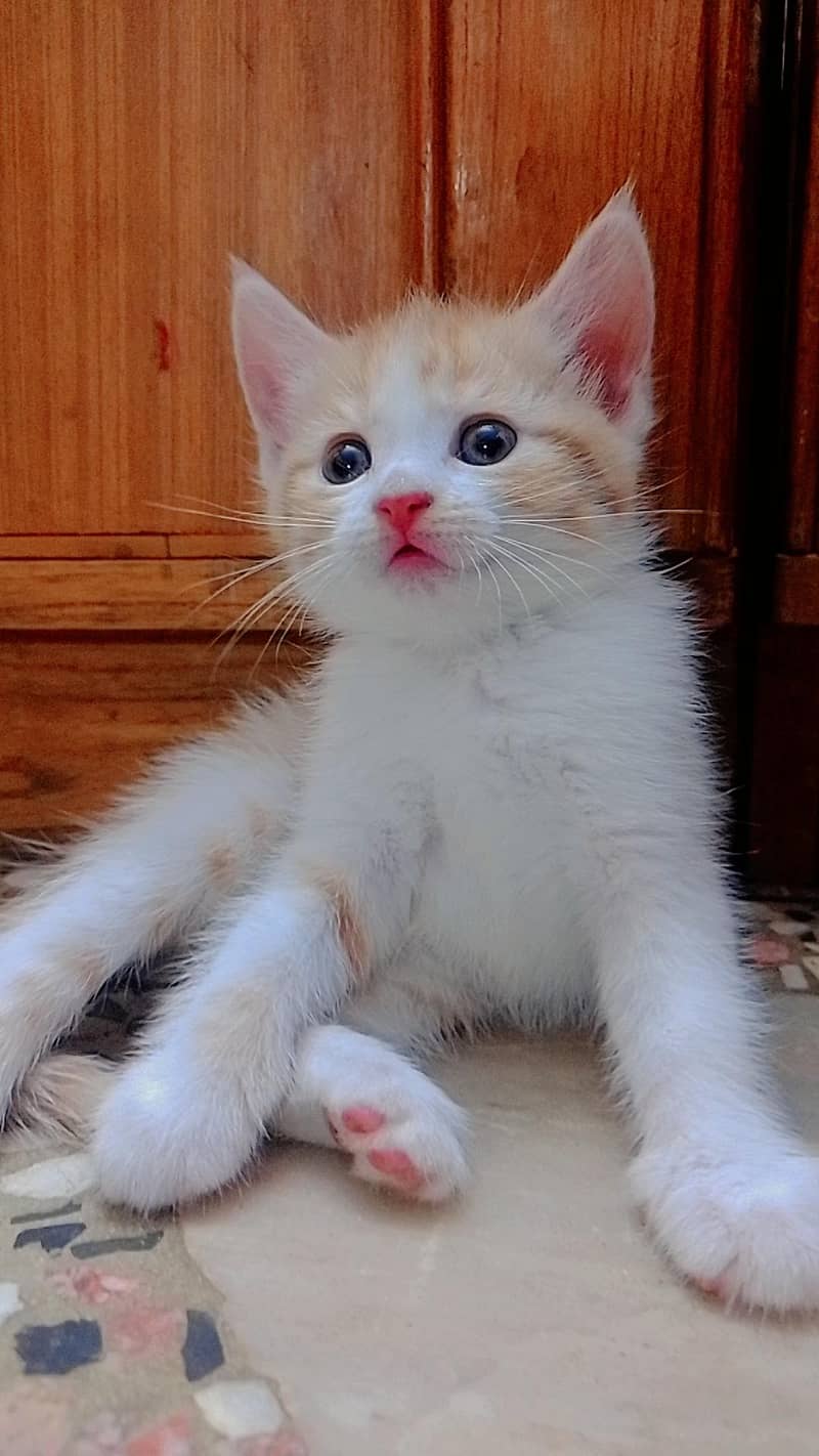 kittens available 1