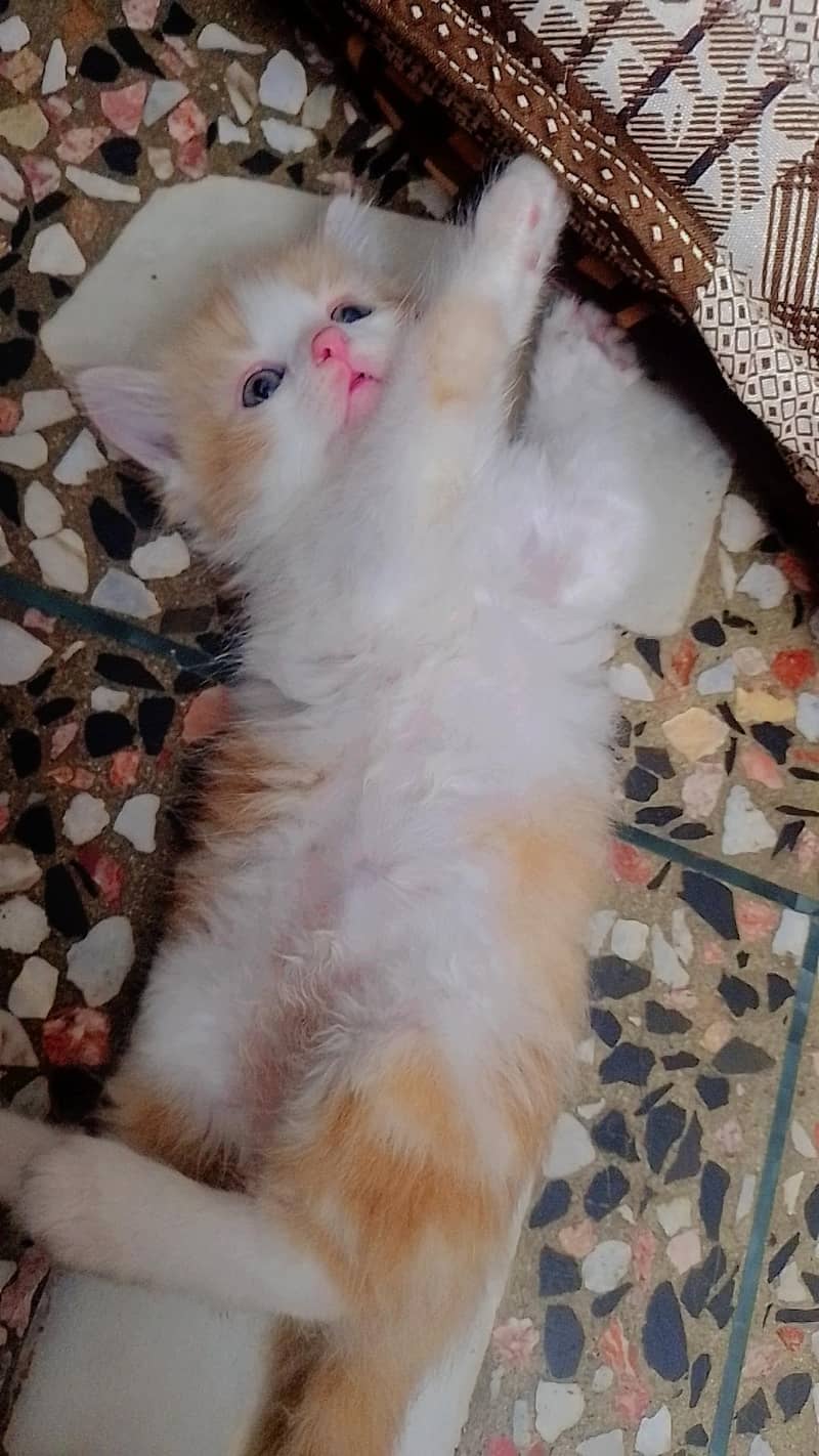 kittens available 4