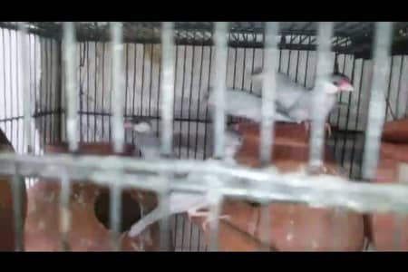 5 Breeder pair silver,grey&white java