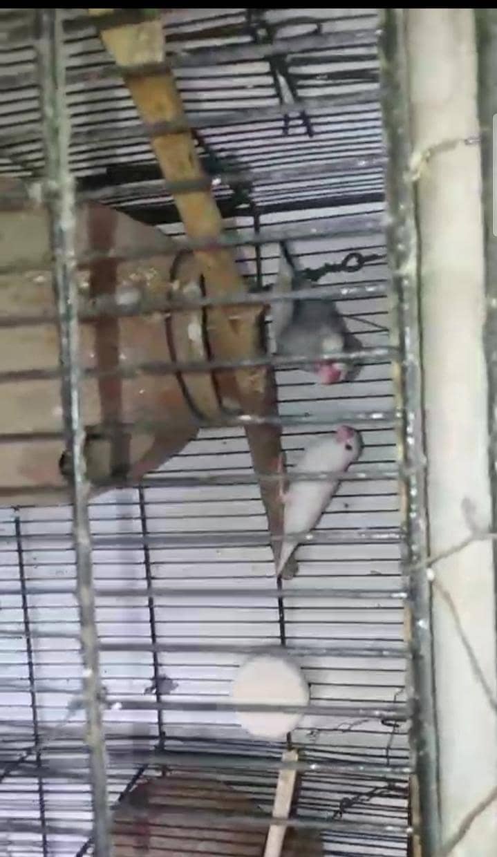 5 Breeder pair silver,grey&white java 1