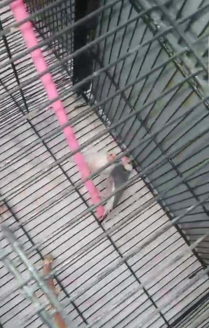 5 Breeder pair silver,grey&white java 2