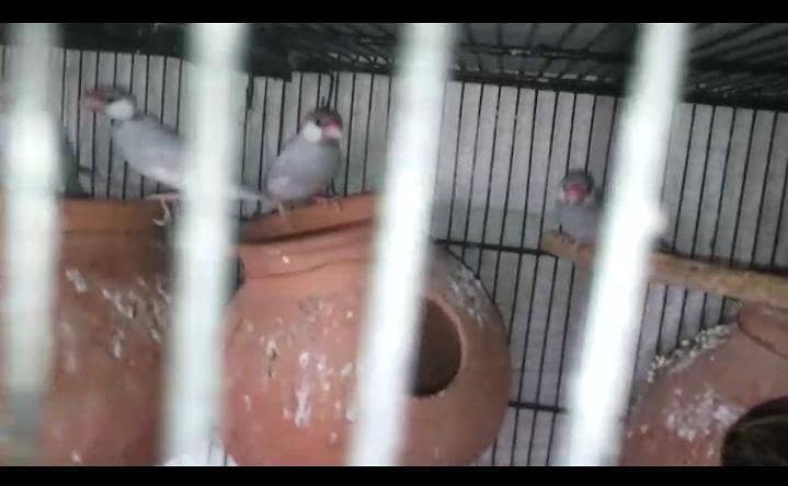 5 Breeder pair silver,grey&white java 3