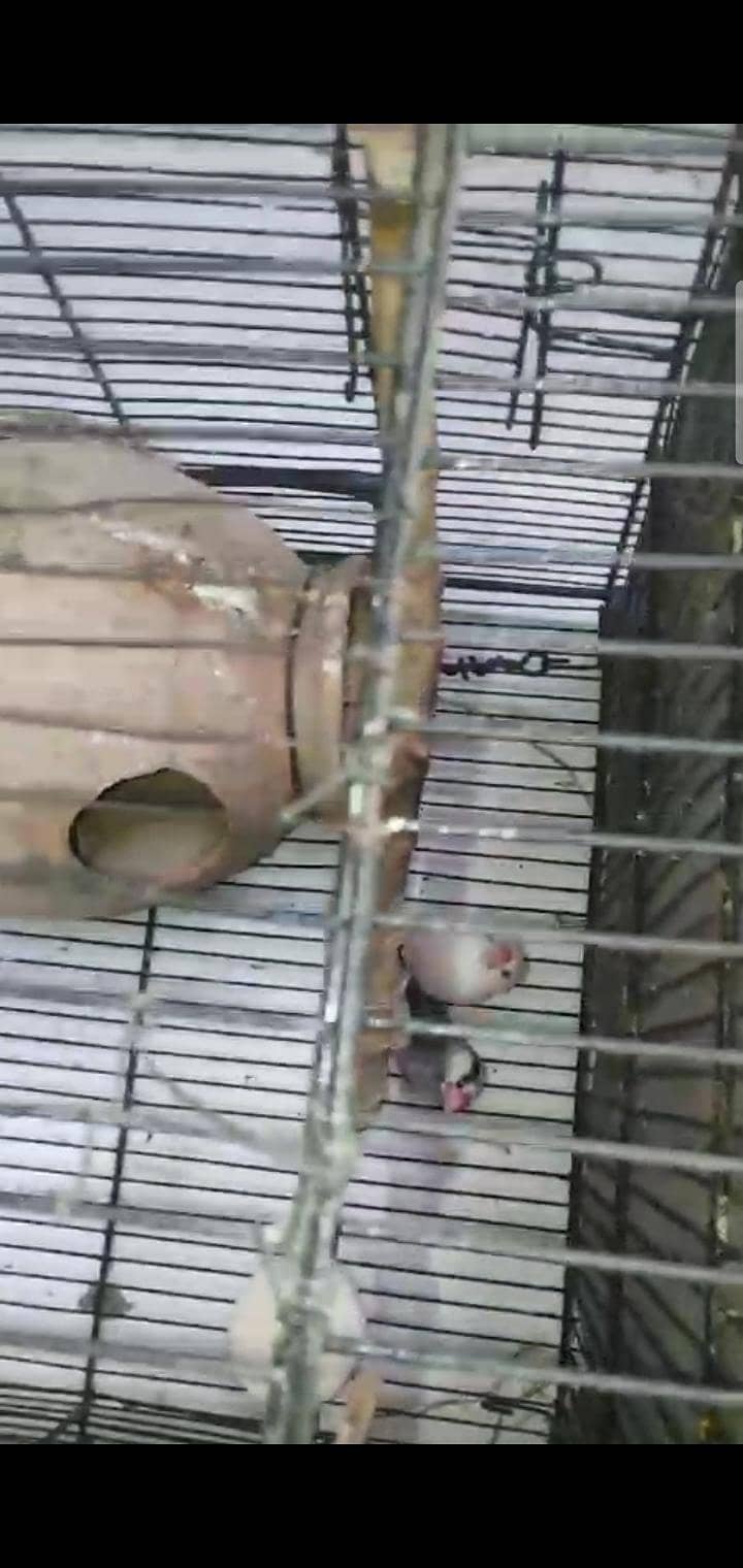 5 Breeder pair silver,grey&white java 4