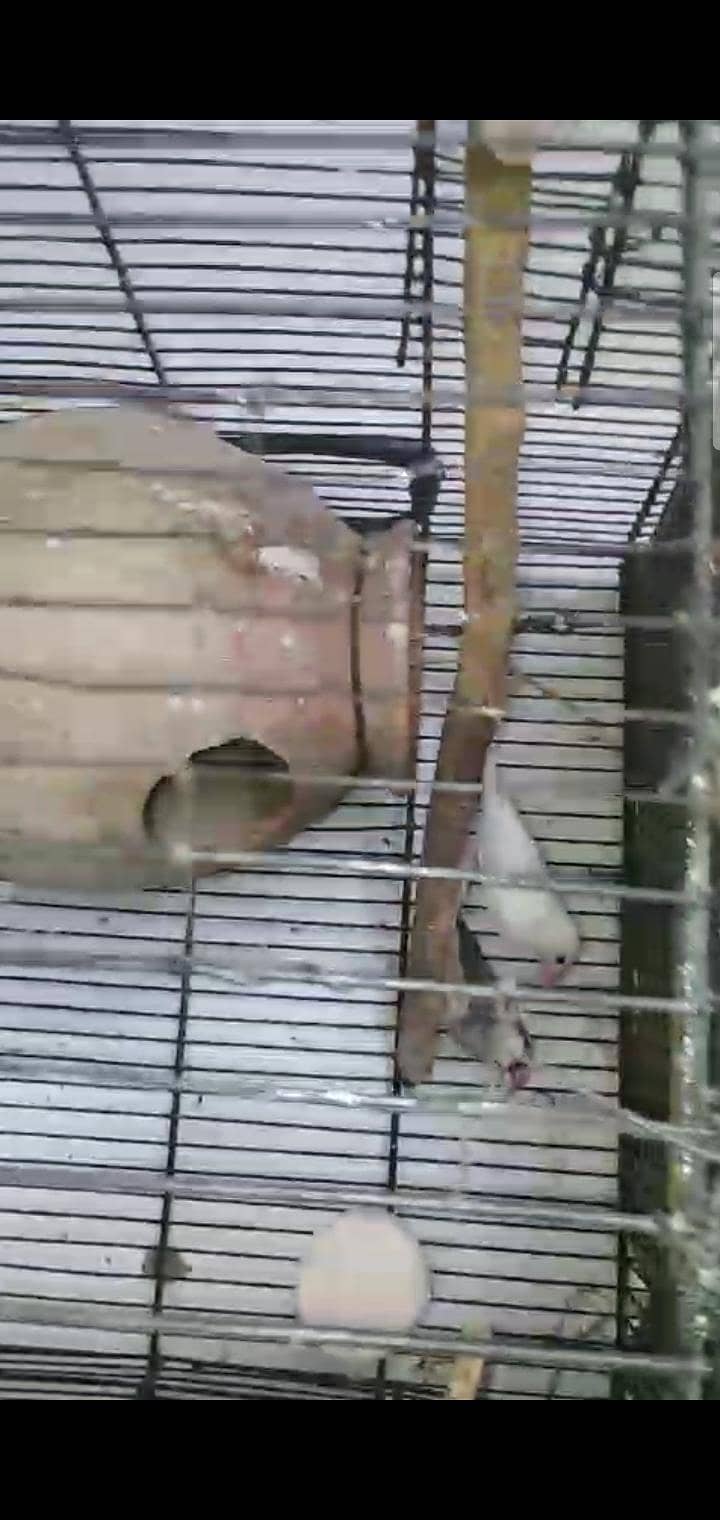 5 Breeder pair silver,grey&white java 5