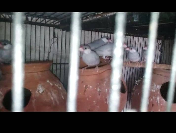 5 Breeder pair silver,grey&white java 6