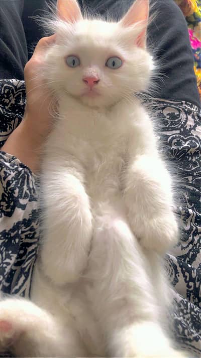 Persian kitten