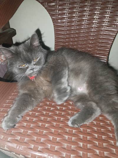 Persian cat for sale