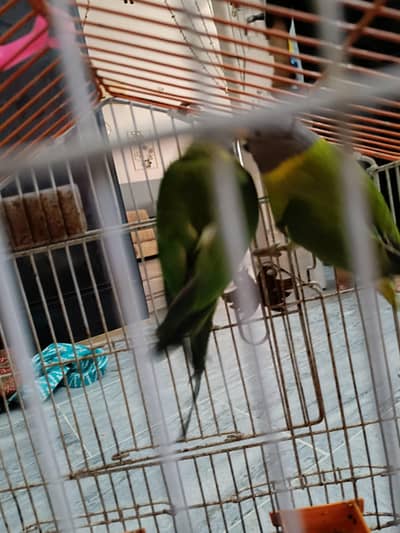 Plum headed parrot