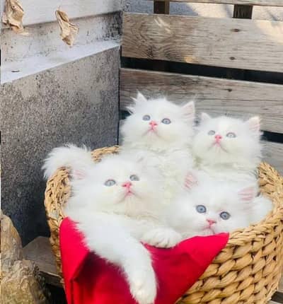 (Persian female kitten) (for sale all) (Pakistan delivery available)