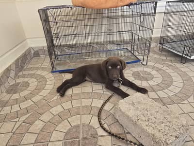 Female Chocolate Labrador Retriever (Price Negotiable)