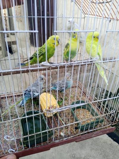 American parrot for sale
