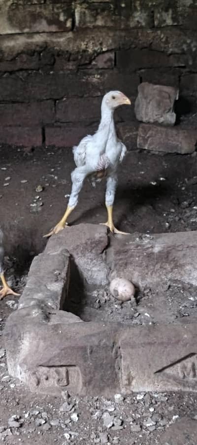 White Shami king size Chicks German/Japenes/Thai/American