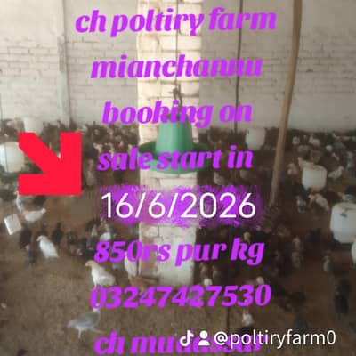 goldin misri chiks four sale one pice 250ka 850rs pur kg