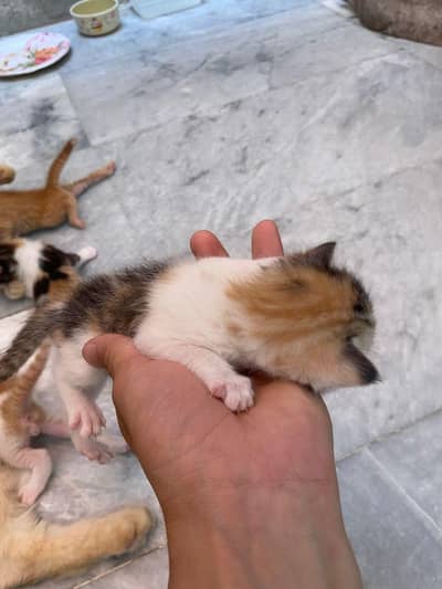 Cute Persian breed