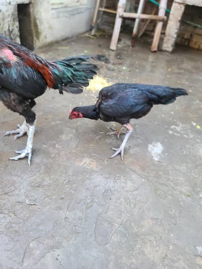Pure Thai super lock black nok nali ring birds murga murgi pair sale