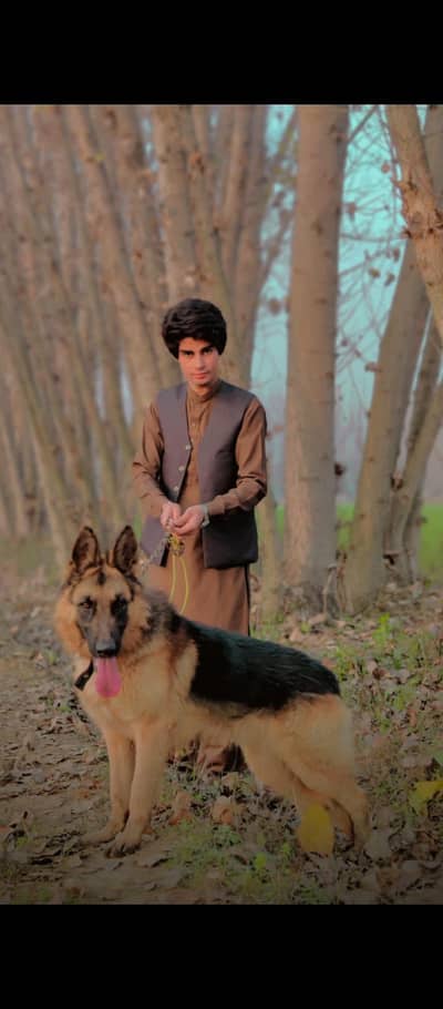 German Shepherd