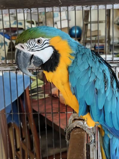 Macaw female 3 years old with DNA