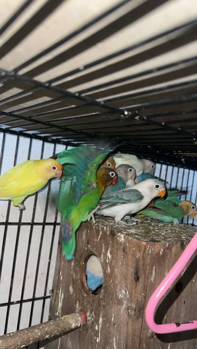 Love birds mix colour