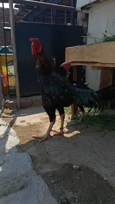 Breeder Aseel Murga Murgi Aseel Murga Breeder